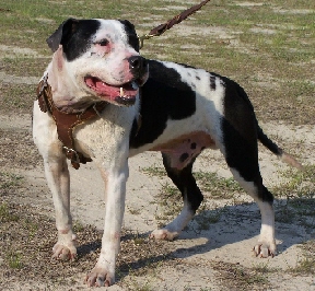 wildside pitbull puppies for sale